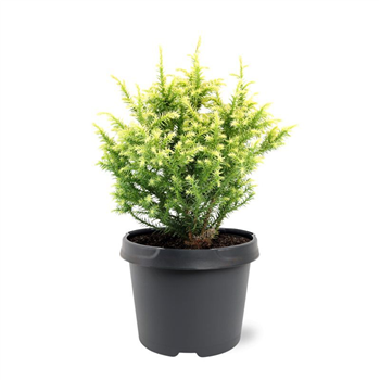 Cryptomeria japonica 'Vilmorin Gold' F00008733