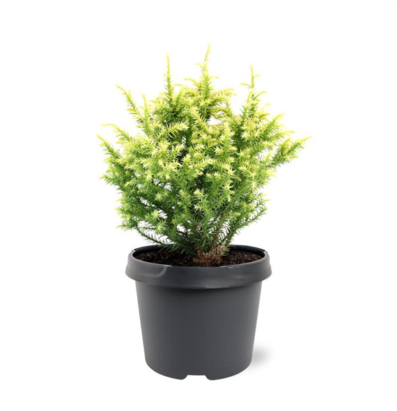 Cryptomeria japonica 'Vilmorin Gold' F00008733