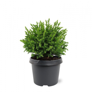 Cryptomeria japonica 'Vilmoriniana' F00008732