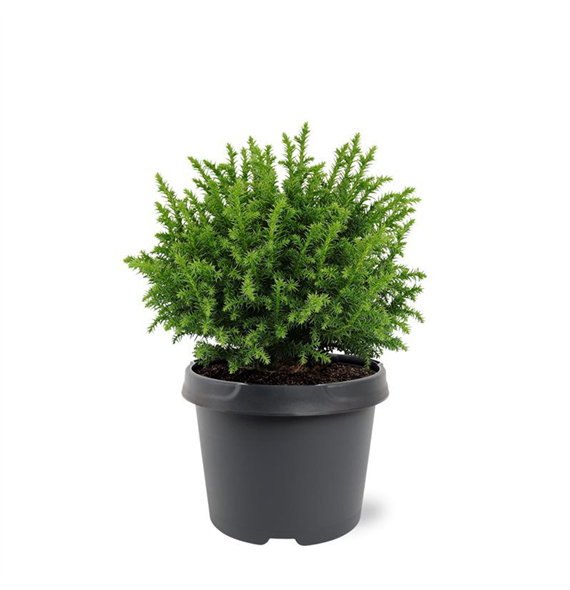 Cryptomeria japonica 'Vilmoriniana' F00008732