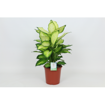Dieffenbachia 'Summer Style' F00002992