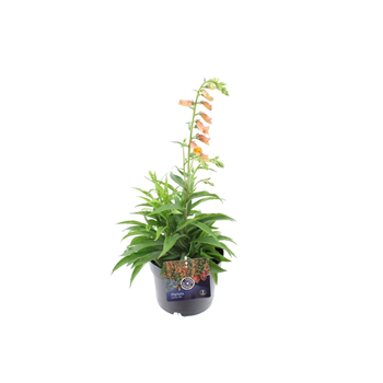 Digitalis Goldcrest F00004911