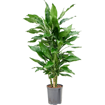 Dracena fragrans 'Burundii' 1DRBUCA16