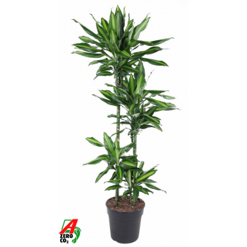 Dracena fragrans 'Cintho' F00002492