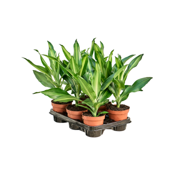 Dracena fragrans 'Cintho' 6/tray 4DRCIKO12