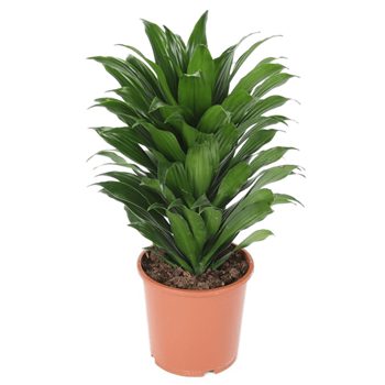 Dracena fragrans 'Compacta' 4DRCOKO17