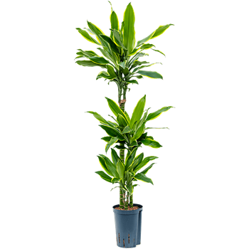 Dracena fragrans 'Golden Coast' 1DRGC3S12