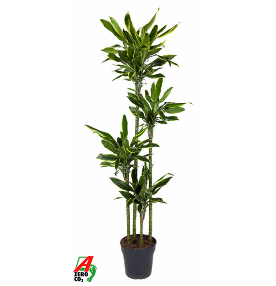 Dracena fragrans 'Golden Coast' F00002835