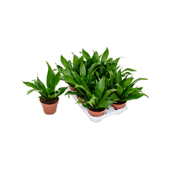 Dracena fragrans 'Green Jewel' 8/tray 4DRGJKO10