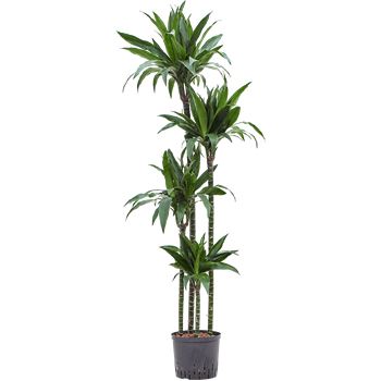 Dracena fragrans 'Janet Craig' 1DRJG4S10