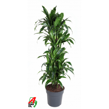 Dracena fragrans (Deremensis Grp) 'Art' F00004422