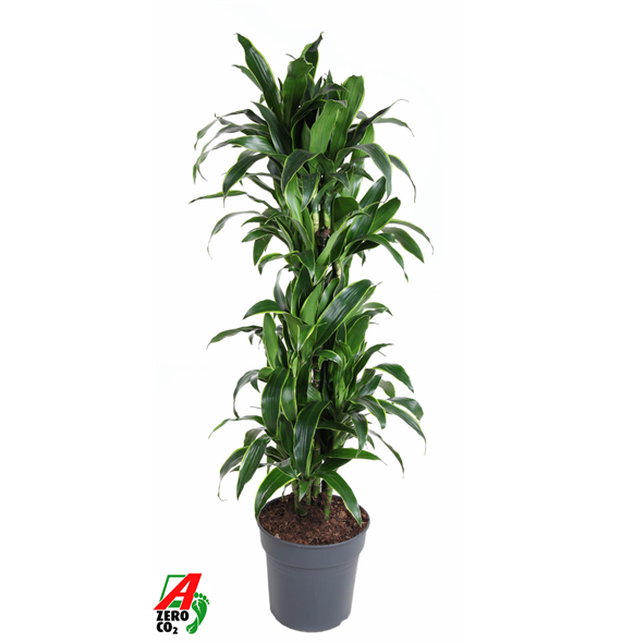 Dracena fragrans (Deremensis Grp) 'Art' F00004422