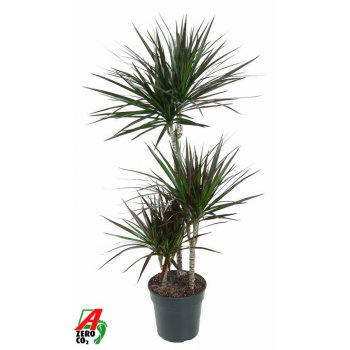 Dracena marginata 'Magenta' F00005251