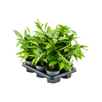 Dracena surculosa 6/tray 4DRSUBU03
