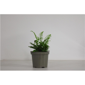 Dryopteris affinis 'Crispa' F00008821