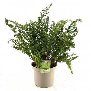 Dryopteris filix-mas 'The King' F00008830