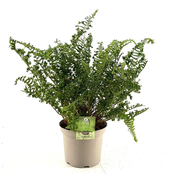 Dryopteris filix-mas 'The King' F00008830