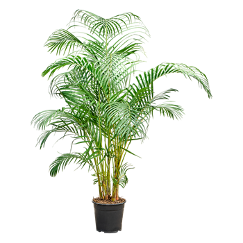 Palma Dypsis (Areca) lutescens 4CHLUBU83