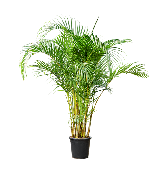 Palma Dypsis (Areca) lutescens 4CHLUBU93
