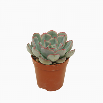 Echeveria 'Hercules' F00004605