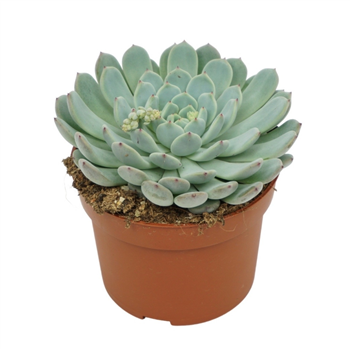 Echeveria texensis F00001338