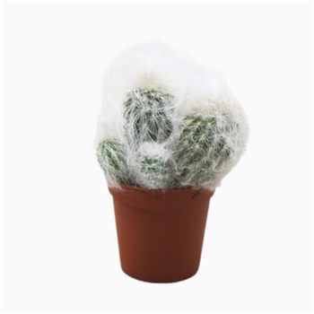 Espostoa melanostele F00001530