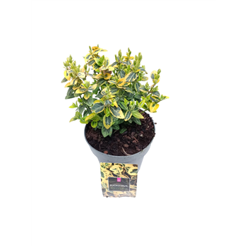 Euonymus fortunei 'Emerald 'n' Gold' F00004218