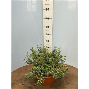 Euonymus fortunei 'Emerald Gaiety' F00005422