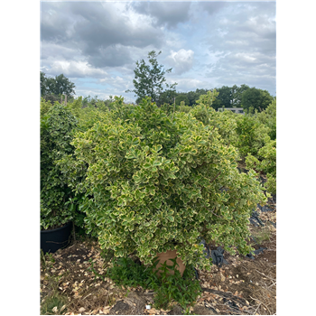 Euonymus fortunei 'Silver Queen' F00005424