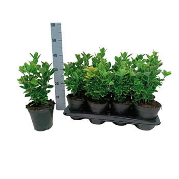 Euonymus japonicus 'Aureomarginatus' F00004224