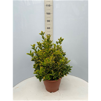 Euonymus japonicus 'Aureus' F00005419