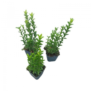 Euonymus japonicus 'Green Spire' F00008916