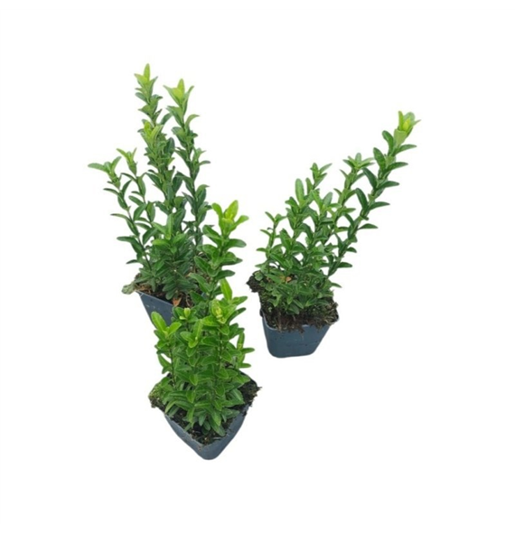 Euonymus japonicus 'Green Spire' F00008916