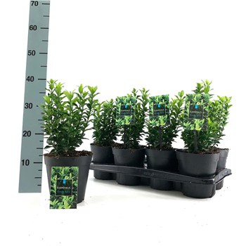 Euonymus japonicus 'Green Spire' F00004228
