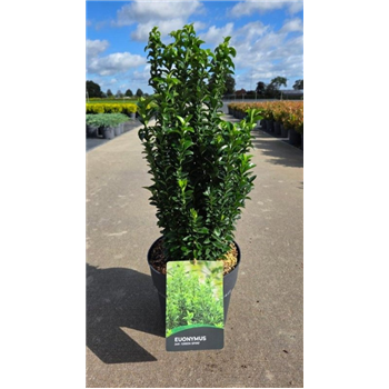 Euonymus japonicus 'Green Spire' F00008668
