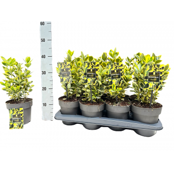 Euonymus japonicus 'Marieke' F00004230