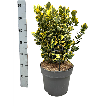 Euonymus japonicus 'Marieke' F00004225