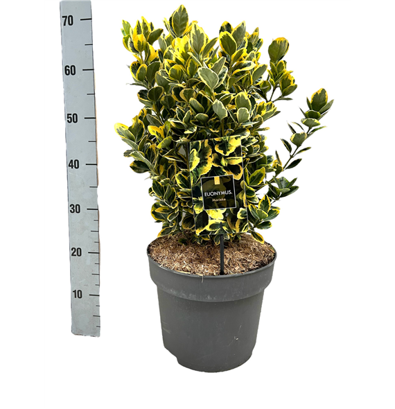 Euonymus japonicus 'Marieke' F00004225