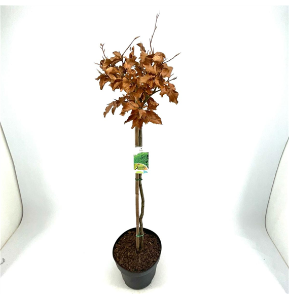 Fagus sylvatica F00008843
