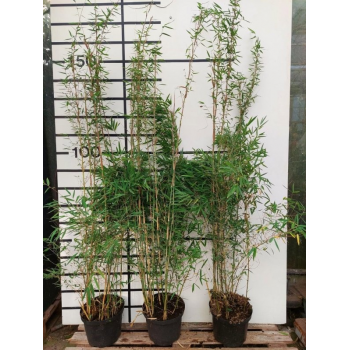 Fargesia 'Benniel' F00008548