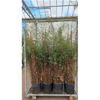 Fargesia 'Deep Purple' F00008544