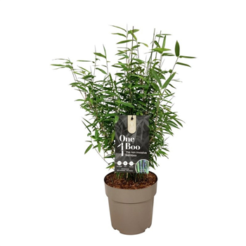 Fargesia denudata 'Black Dragon' F00008758