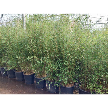 Fargesia denudata 'Xian 1' F00008543