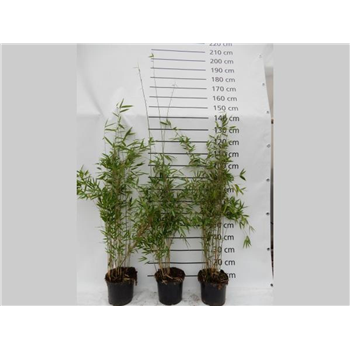 Fargesia murielae 'Obelisk' F00008565