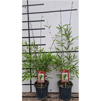 Fargesia nitida 'Black Pearl' F00008554