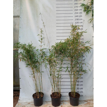 Fargesia robusta 'Campbell' F00008537