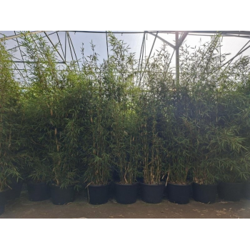 Fargesia robusta 'Campbell' F00008534