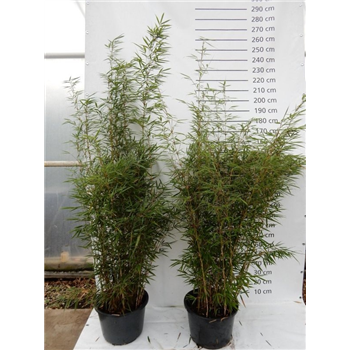 Fargesia robusta 'Campbell' F00008536