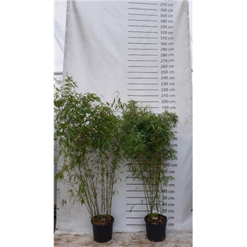 Fargesia robusta 'Pingwu' F00008508
