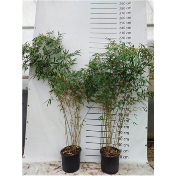 Fargesia robusta 'Pingwu' F00008533